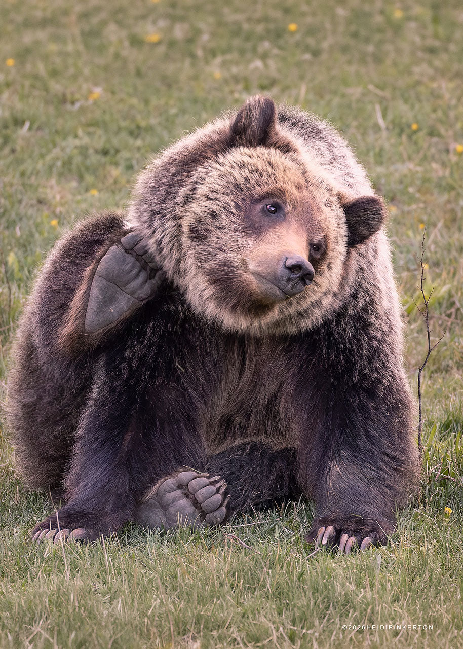 D | Bear Maintenance