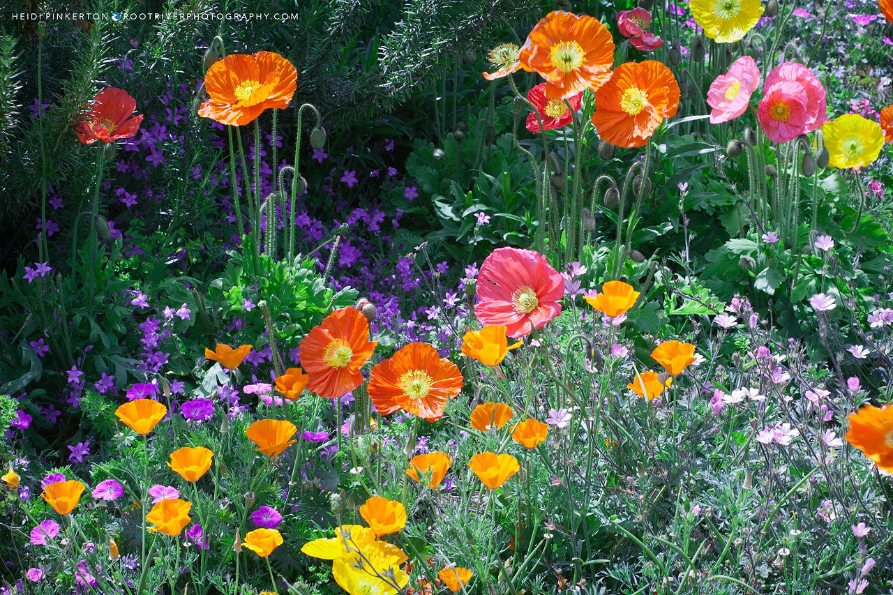 A | Poppy Dreams in Bloom