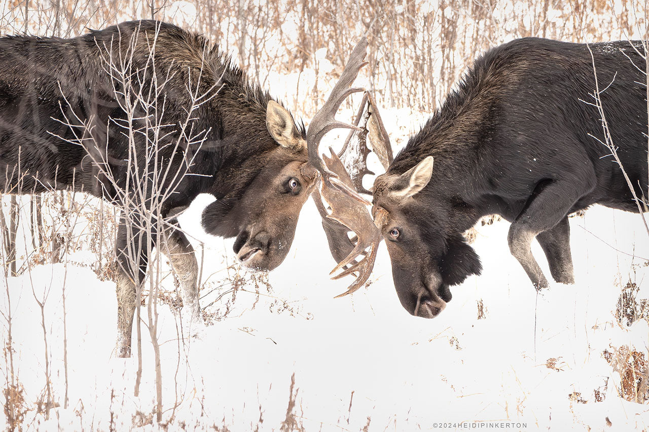 A | Frozen Rivalry