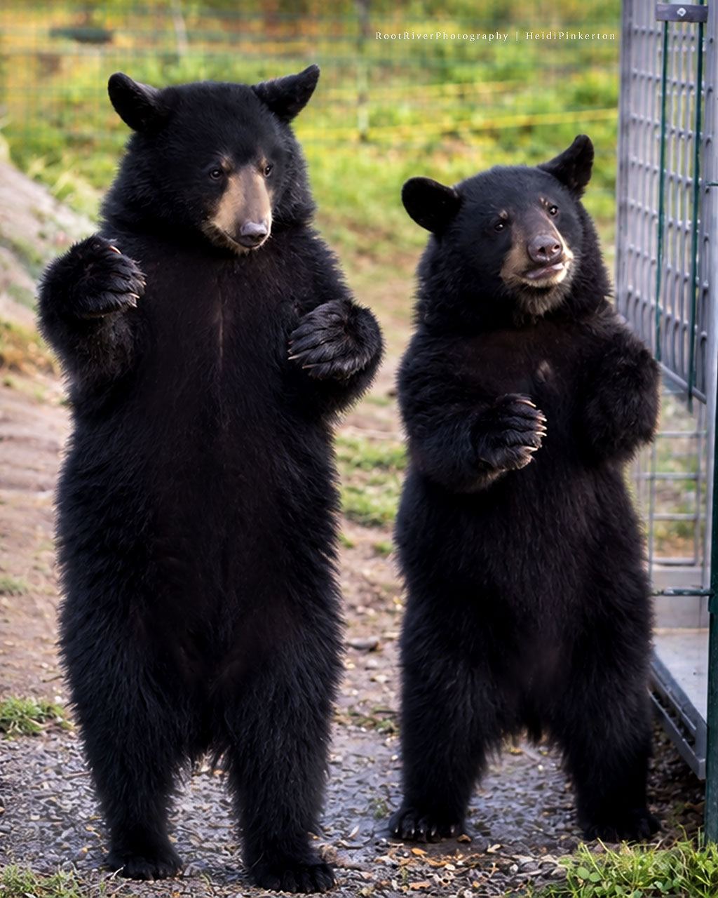 D | Bear-Footin’ Boogie
