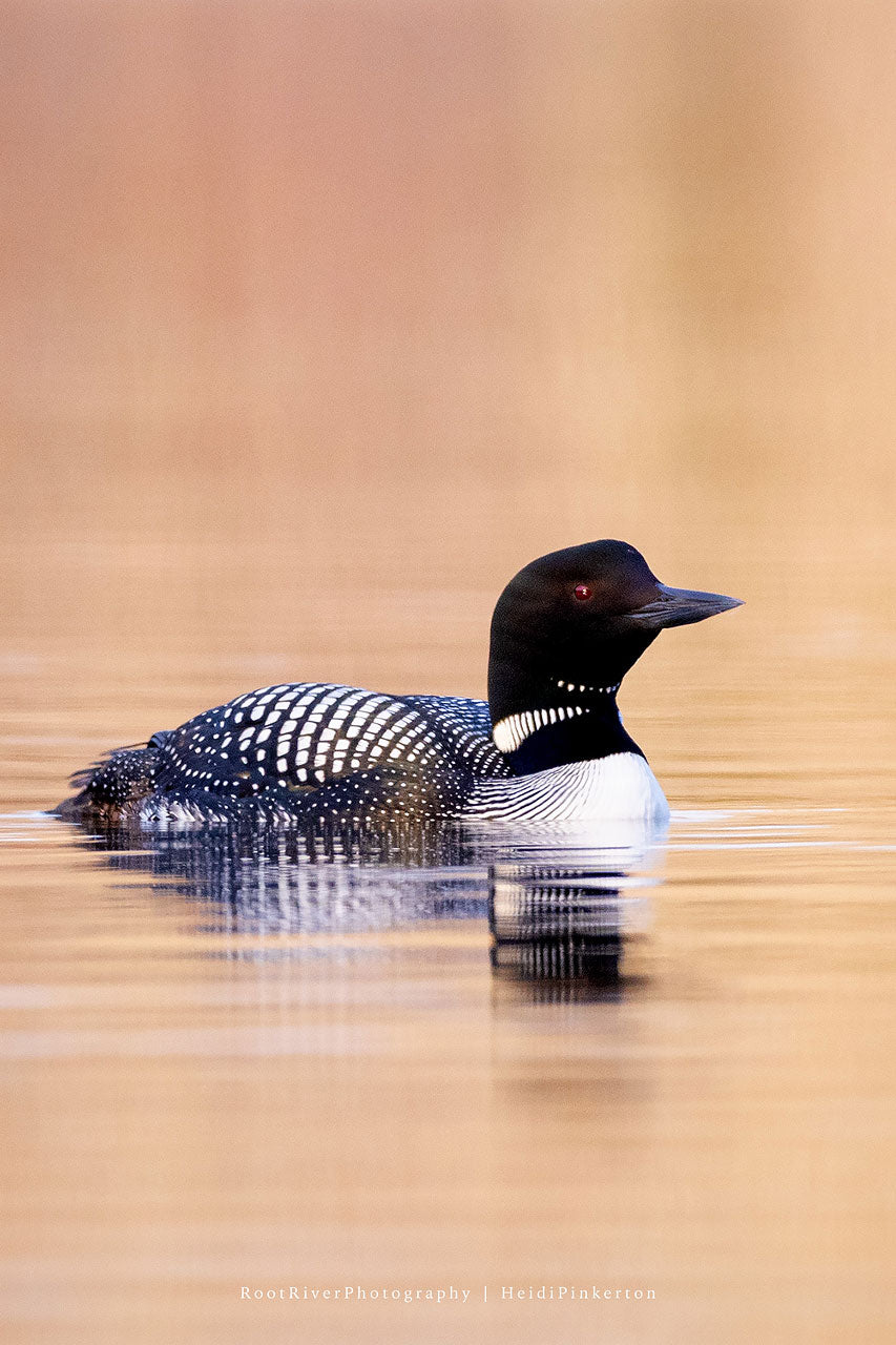 V | Loon in Amber Light