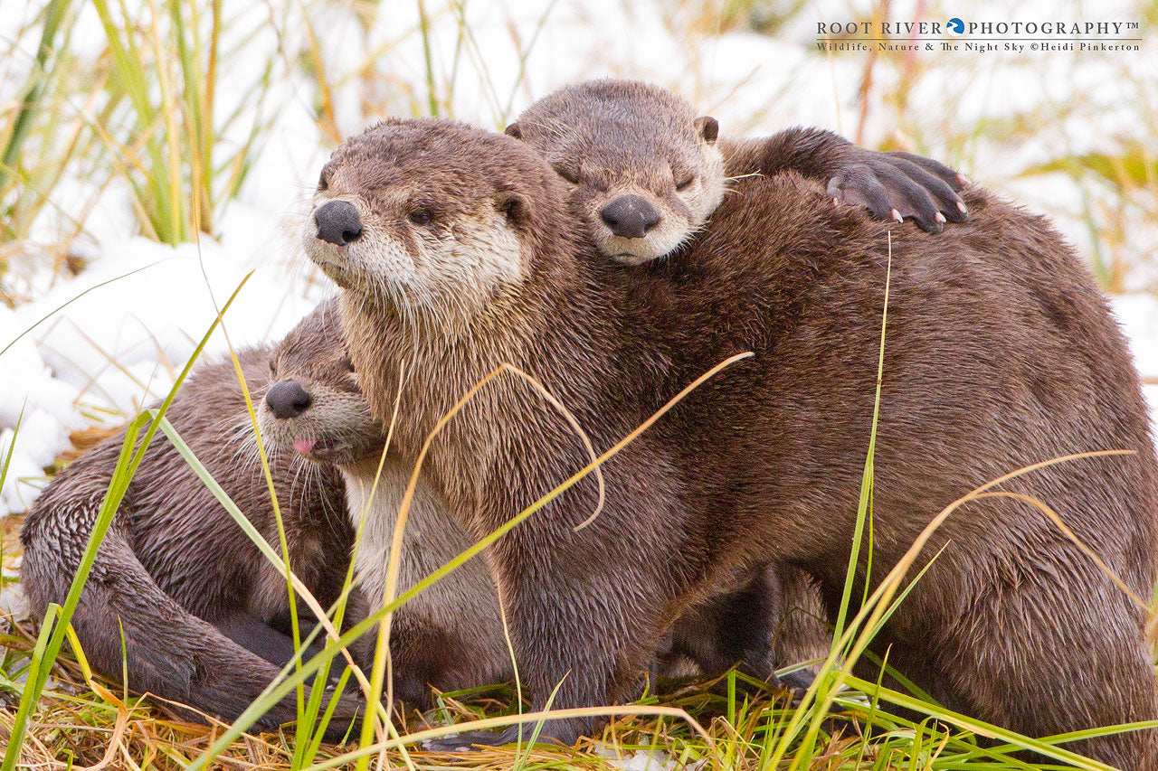 A | Otter Hugs