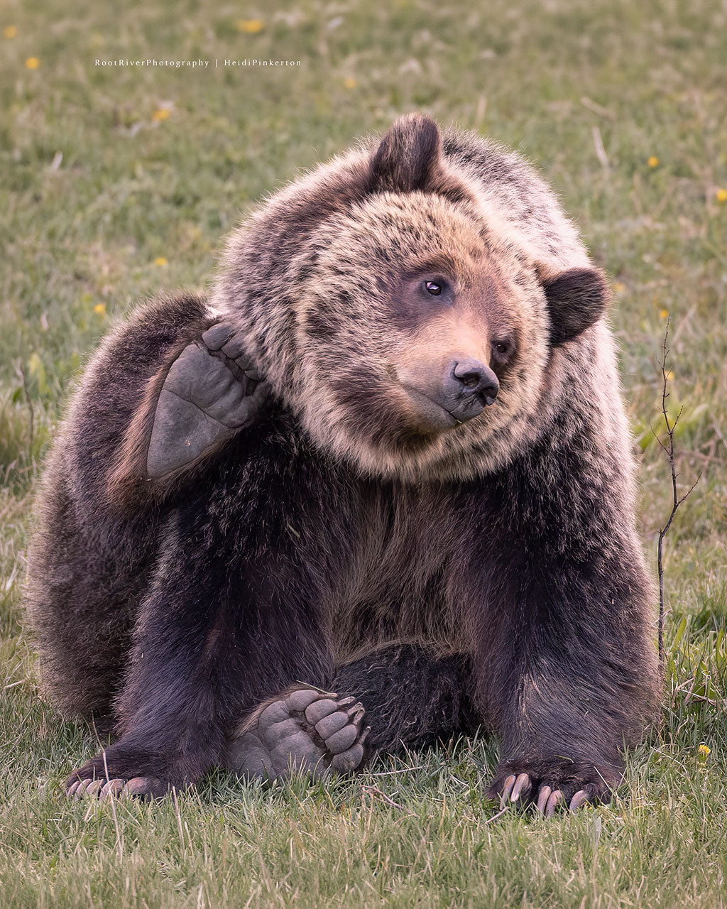 D | Bear Maintenance
