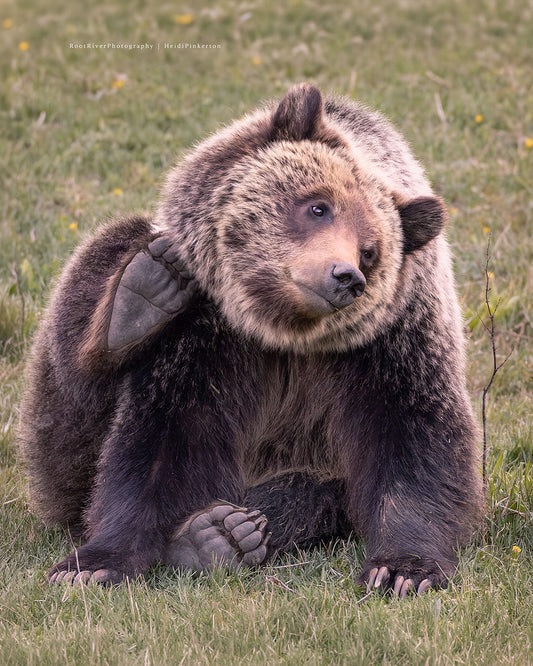 D | Bear Maintenance