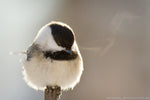 5x7 Metal Print Bird Breath