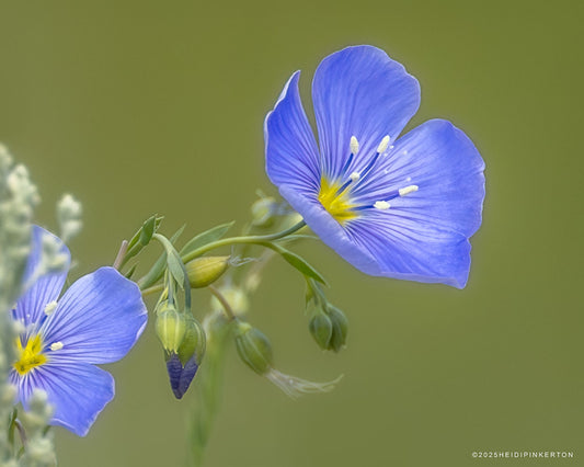 Between Bloom and Becoming
