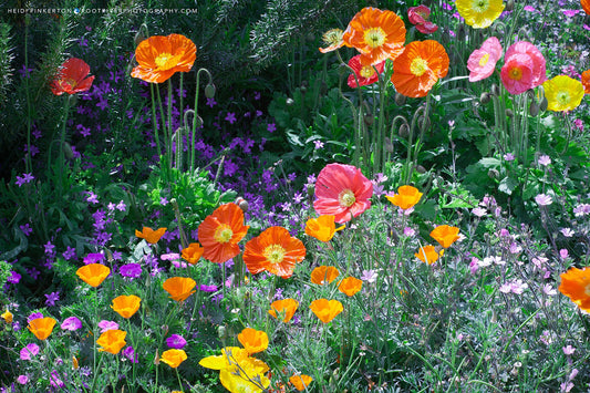 A | Poppy Dreams in Bloom