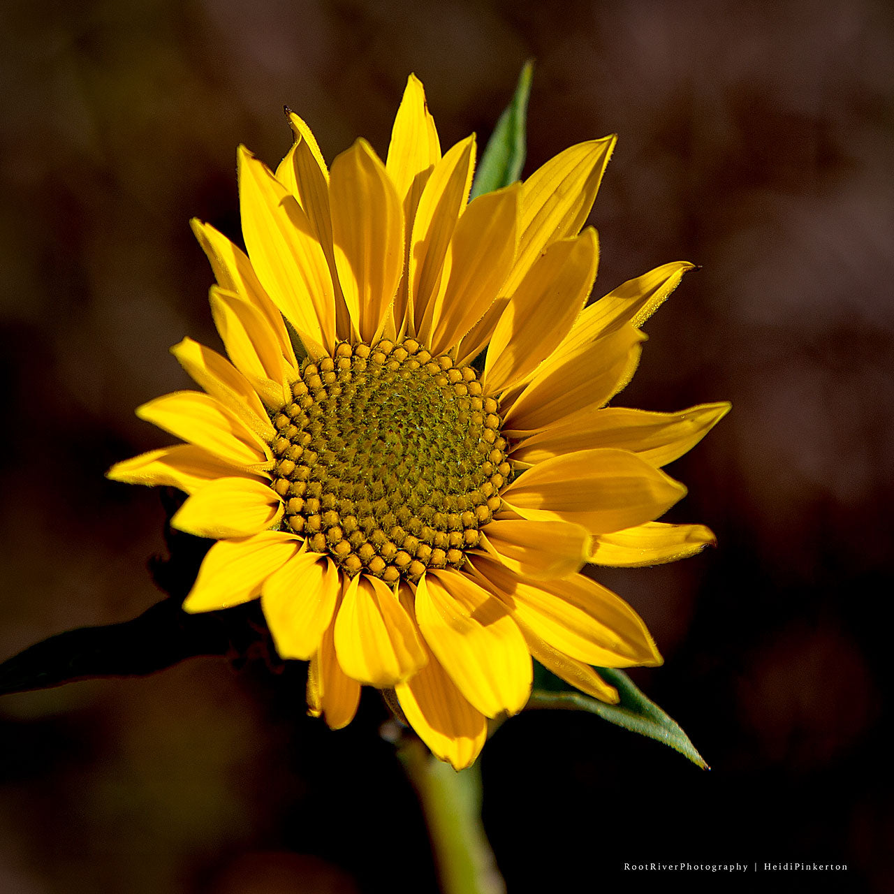 C | Commanding Gold
