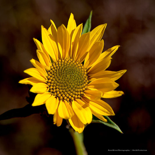 C | Commanding Gold