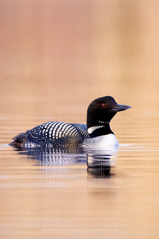 V | Loon in Amber Light