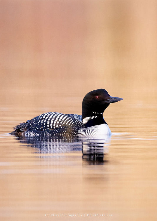 V | Loon in Amber Light
