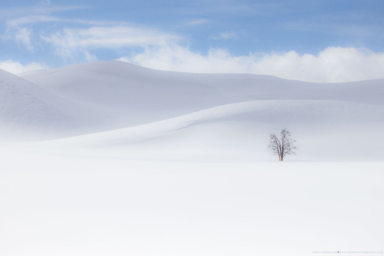 A | Winter Solitude