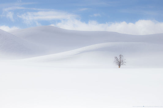 A | Winter Solitude