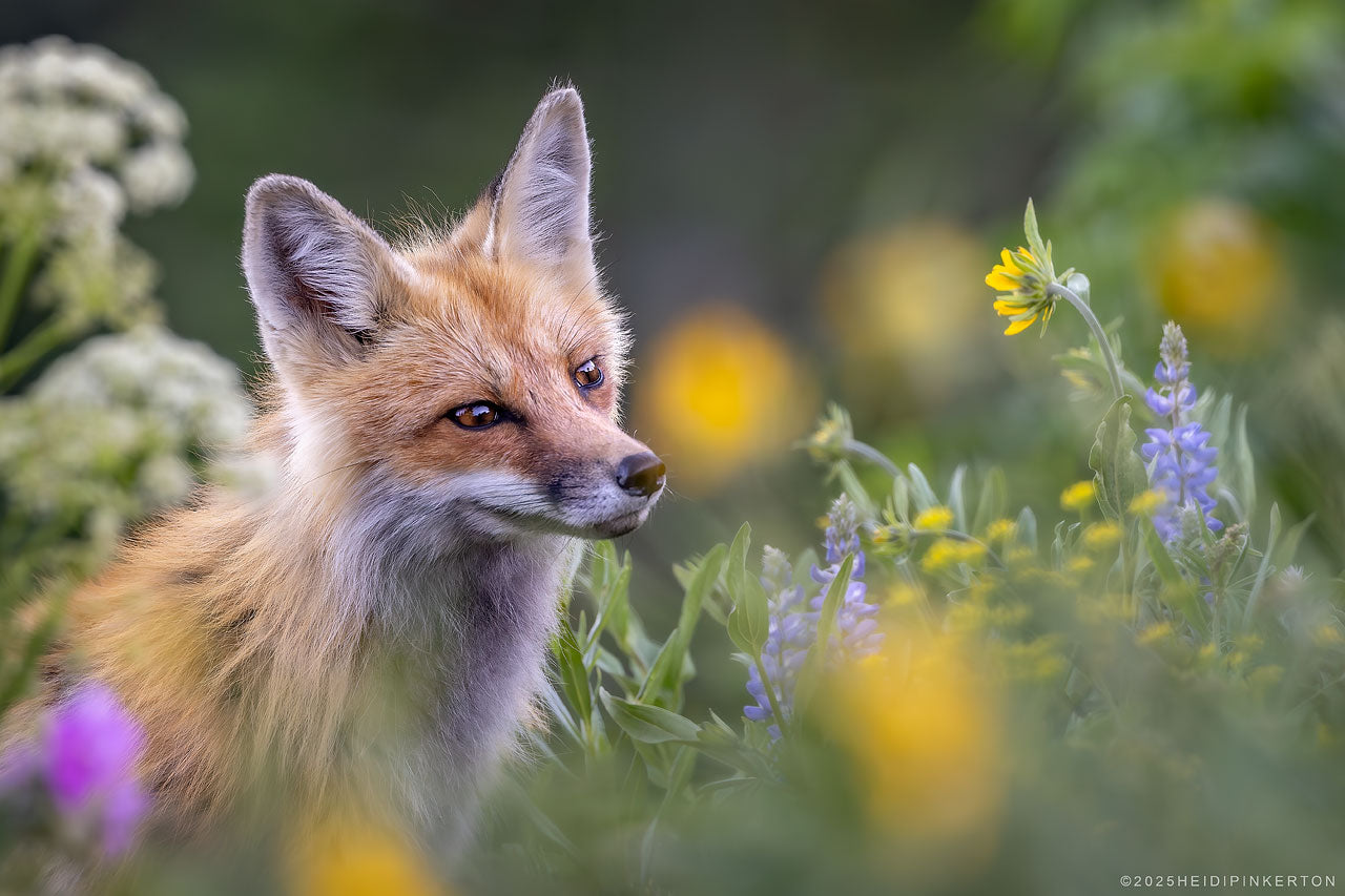 Nestled in Bloom