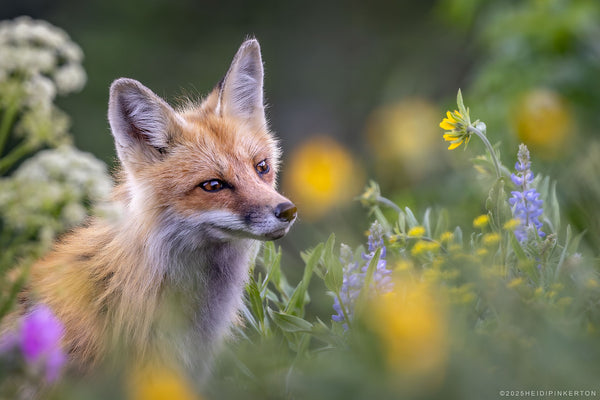Nestled in Bloom