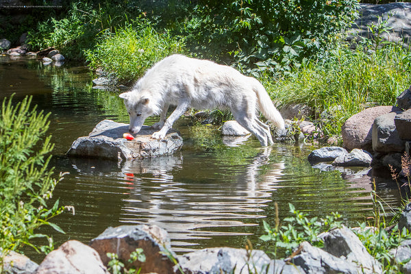 Watermelon Enrichment