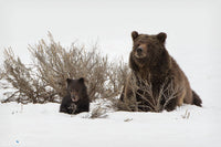 Grizzlies in the Sage
