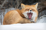 Long Winter's Nap