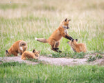 Ω . Family Fun