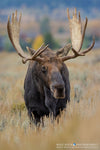 Ω Vertical - Moose Majesty