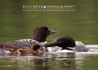 Loon Family