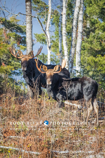Ω Vertical - Minnesota Moose