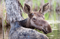 Swamp Grazing