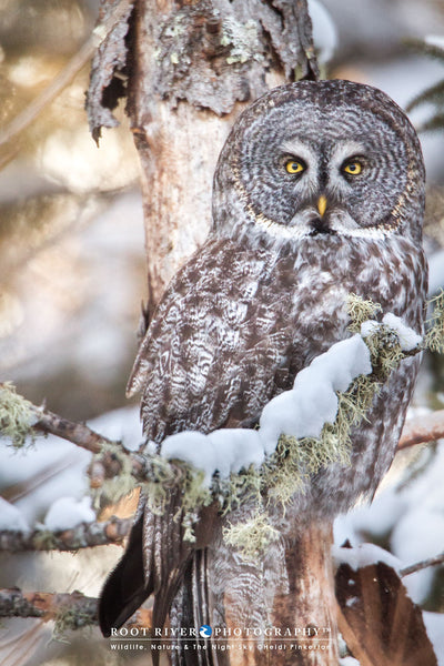 Ω Vertical - Snowy Perch
