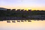 Sunrise at the Watering Hole