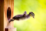 5x7 Metal Print Taking the Plunge