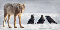 Ω Pano - Wolf & Ravens - Iconic Yellowstone